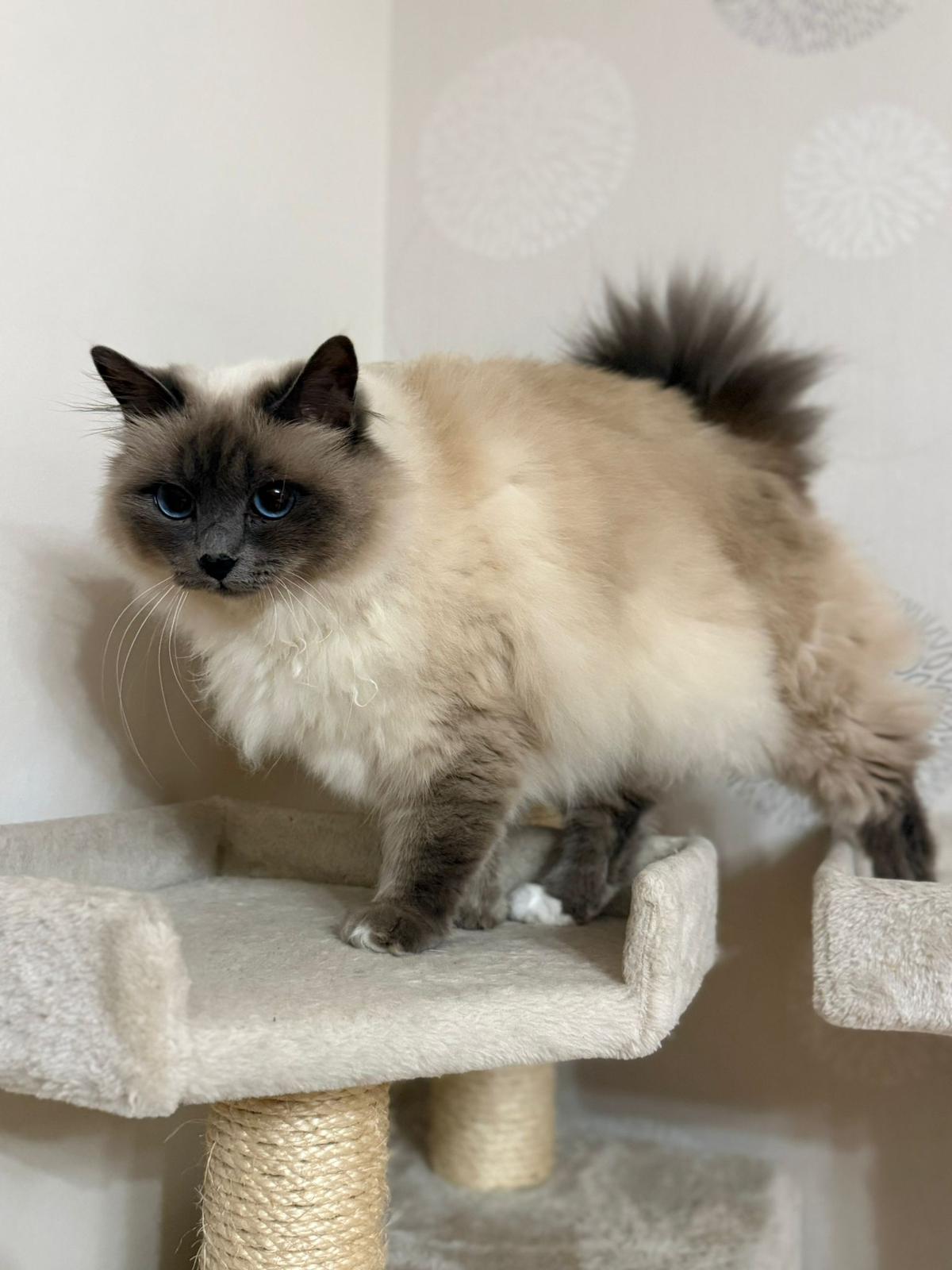 My cat curled up, looking very pleased.